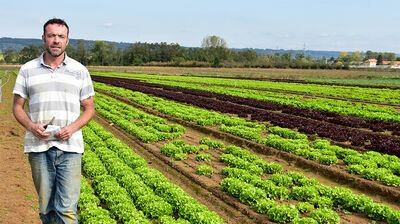 Salade plein champ