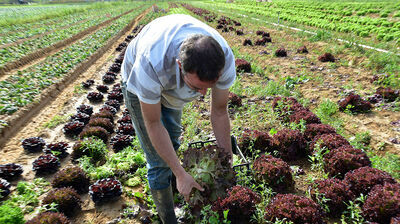 Salades plein champ