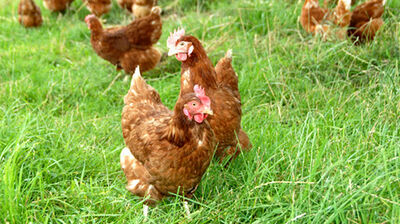 Poules plein air