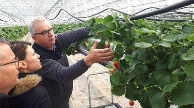 Contrôle des fraises