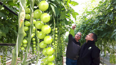 Les tomates