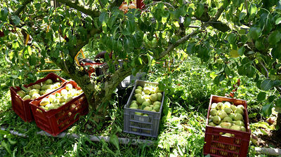 récolte des poires à Moras en Valloire