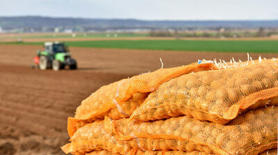 Plantation des tubercules