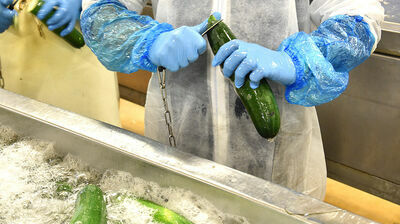 Découpe des courgettes BIO locales