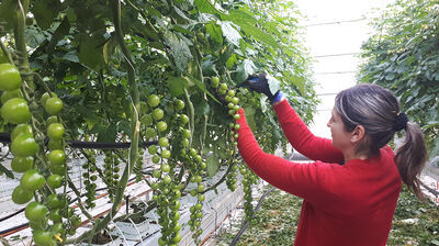Contrôle des tomates