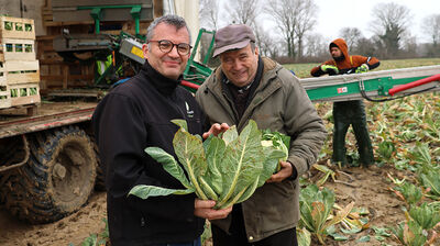 Ramasse de chou-fleur