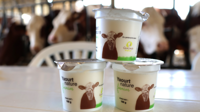 Yaourt nature de la ferme