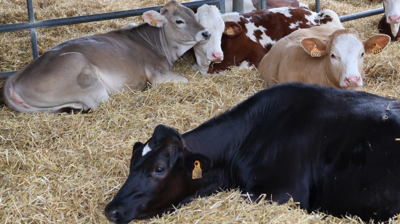 Différentes races de vaches